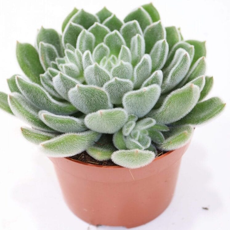 Echeveria Green Velvet
