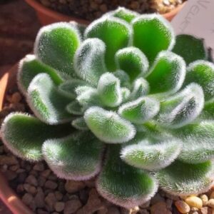 Echeveria Green Velvet