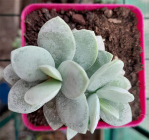 Adromischus leucophyllus