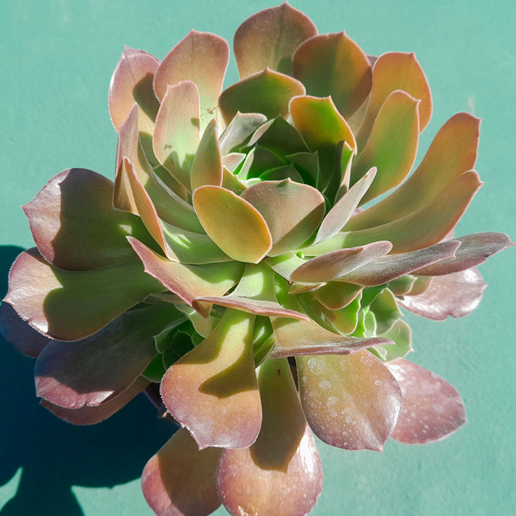 Aeonium Arboreum