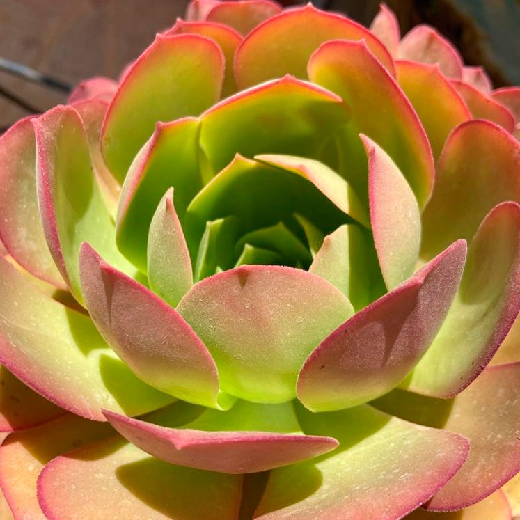 Eonio de las Canarias