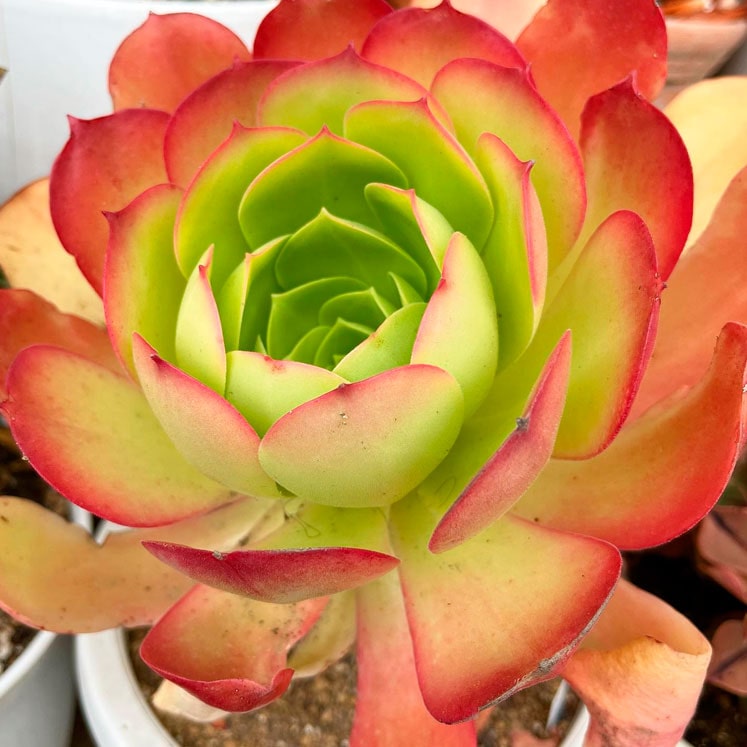 Eonio de las Canarias