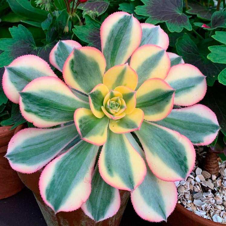 Aeonium Starburst