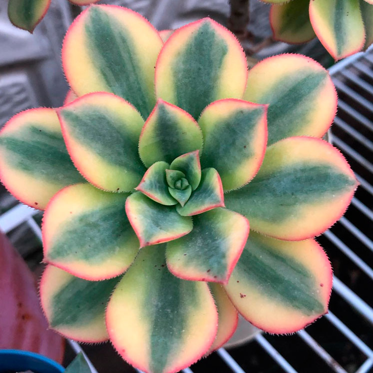 Aeonium Starburst