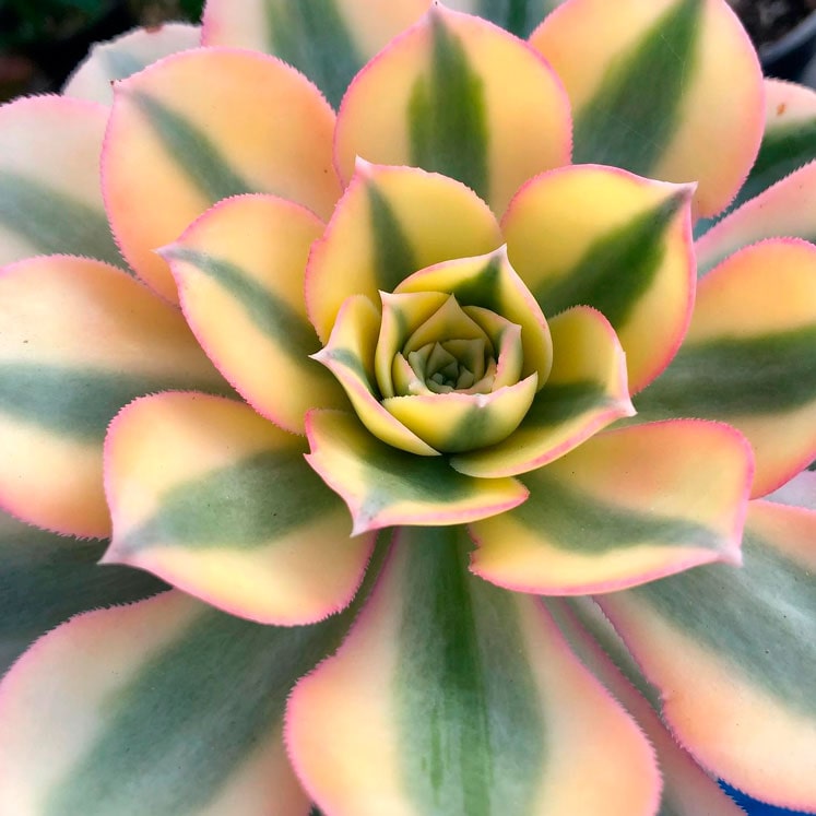 Aeonium Starburst
