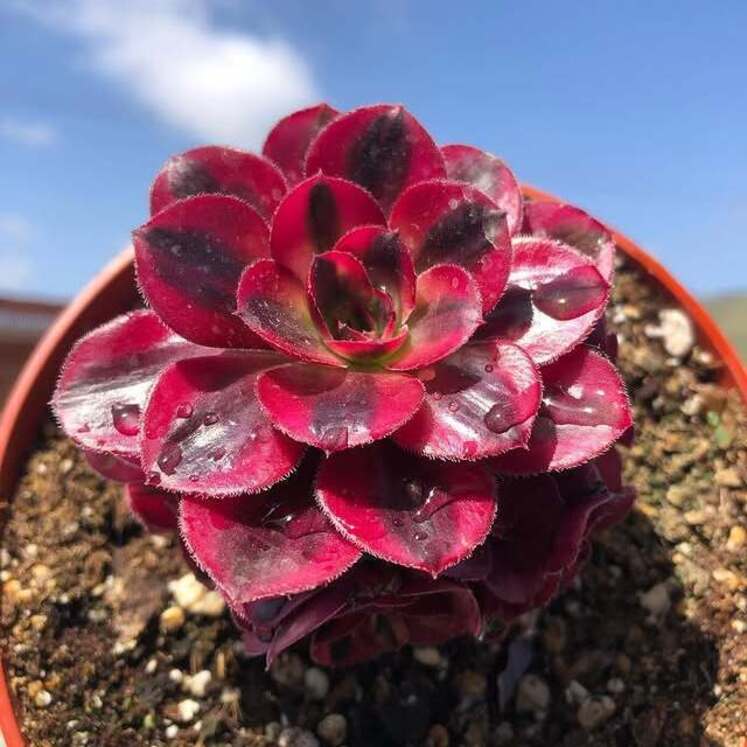 Aeonium Voodoo