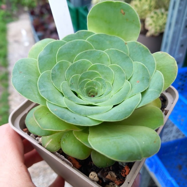 Aeonium diplocyclum
