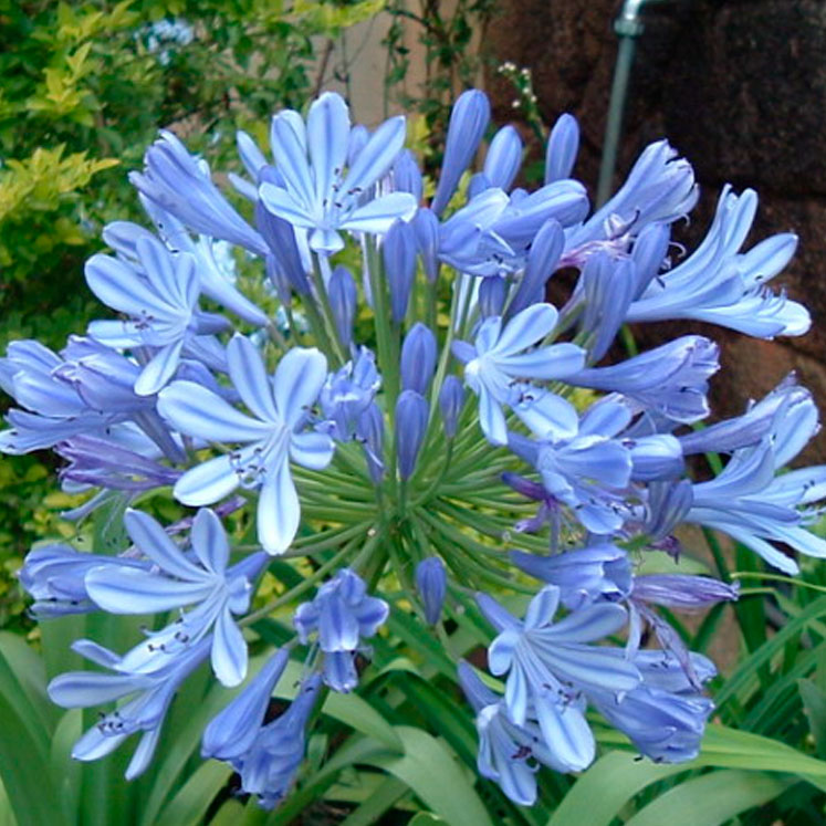 Agapanthus africanus