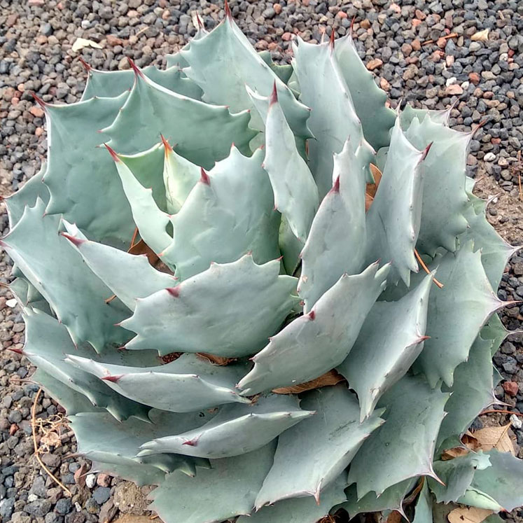 Agave potatorum