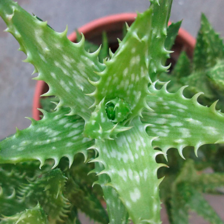 Aloe juvenna