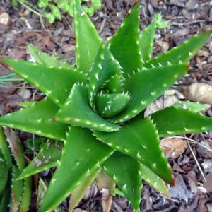 Aloe perfoliata