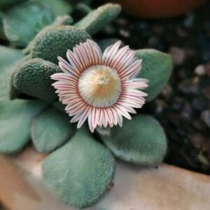 Aloinopsis rosulata