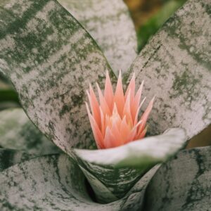 Bromelia
