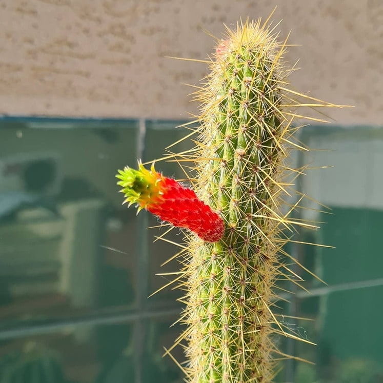 Cleistocactus smaragdiflorus