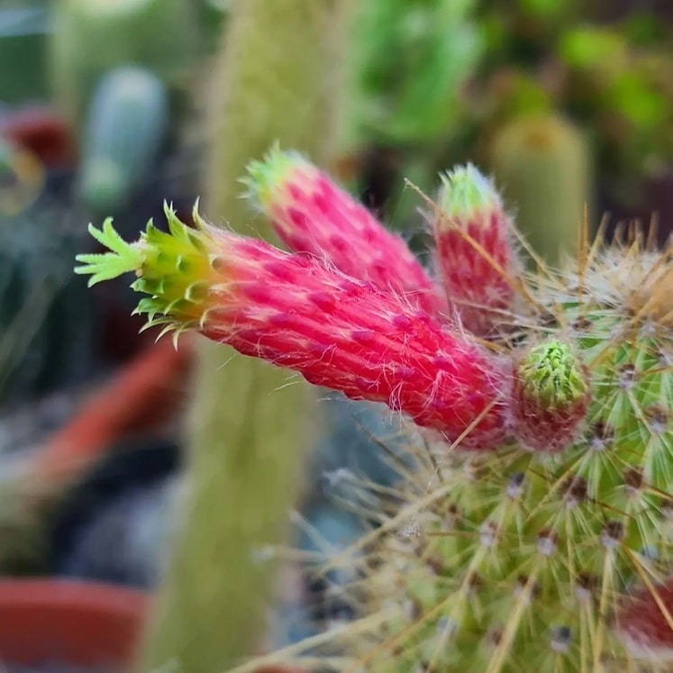 Cleistocactus smaragdiflorus