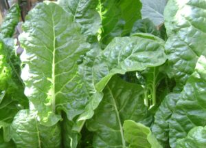 Cómo Cultivar Acelga