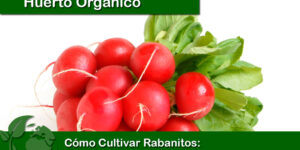 Cómo Cultivar Rabanitos: Guía Completa y Paso a Paso