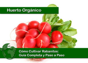Cómo Cultivar Rabanitos