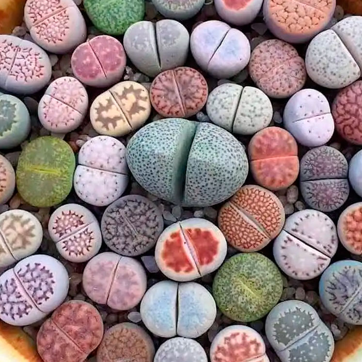 Como cuidar Lithops
