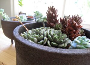 Cómo cuidar las suculentas en el interior de tu hogar