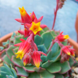 Cómo germinar semillas de suculentas