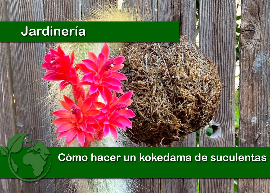 Cómo hacer un kokedama de suculentas
