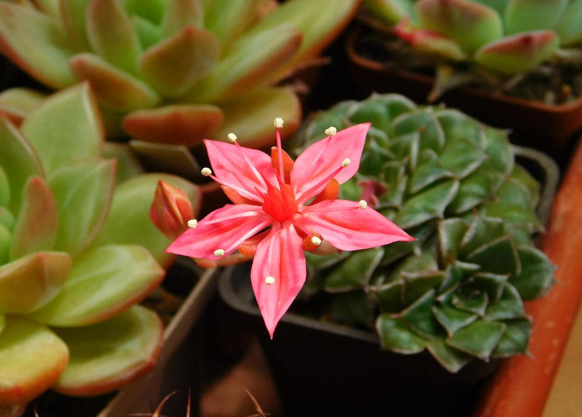 Cómo sacar semillas de las suculentas