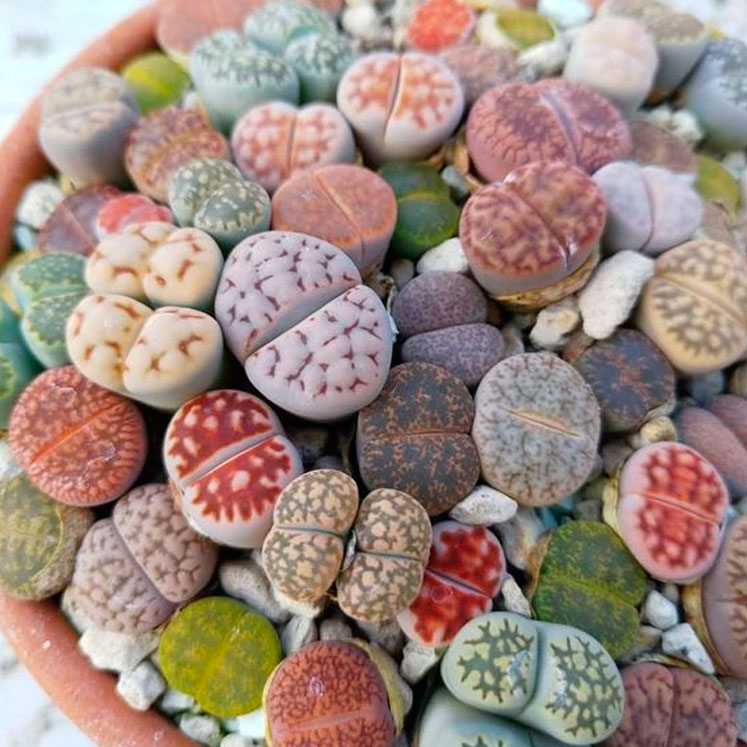 Cómo se cuidan los Lithops