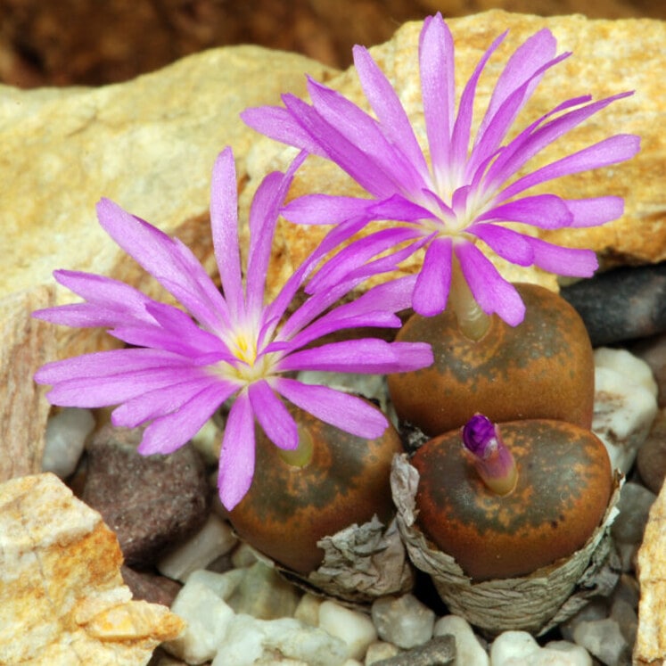 Conophytum lithopsoides