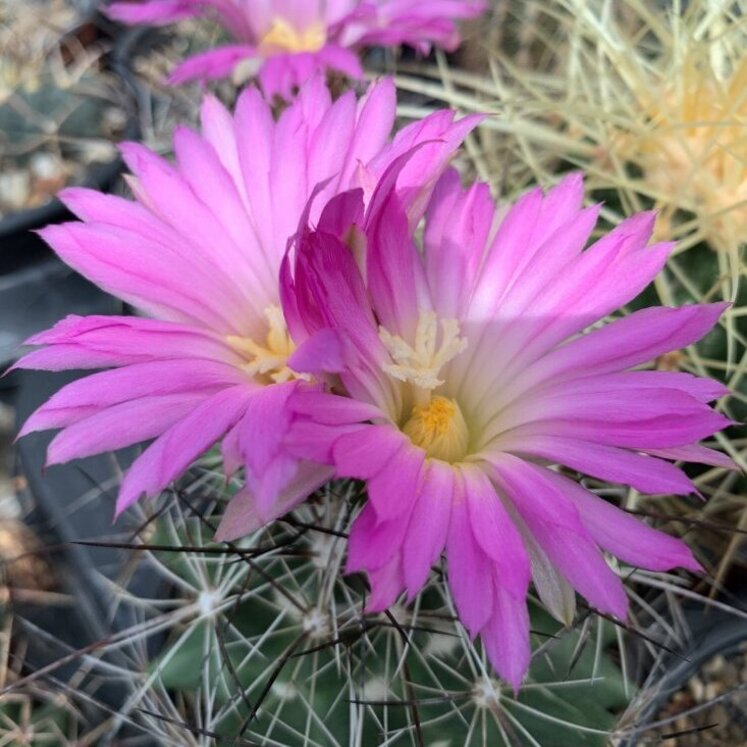 Coryphantha ramillosa