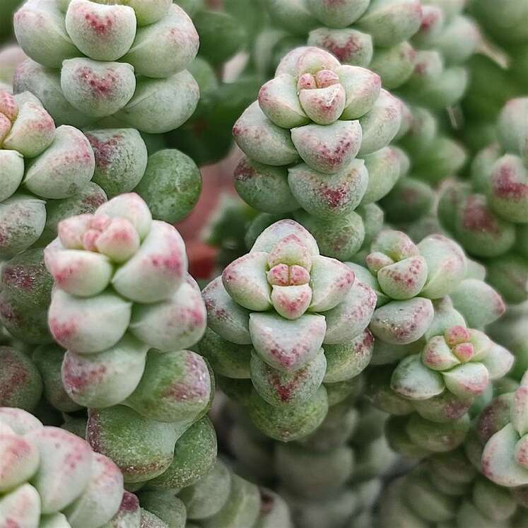 Crassula Baby's Surprise