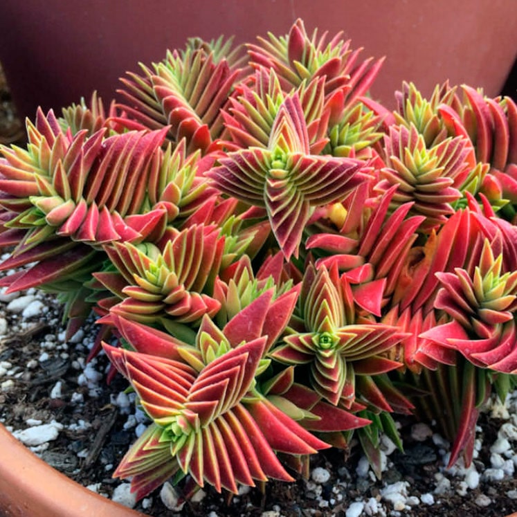 Crassula Capitella Thyrsiflora