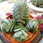 Crassula Pangolin