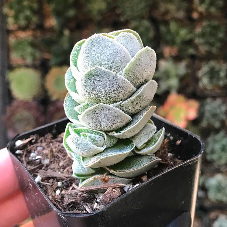 Crassula Pangolin