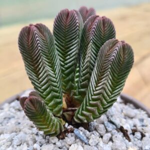 Crassula Pyramidalis