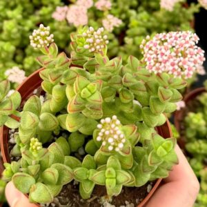 Crassula brevifolia