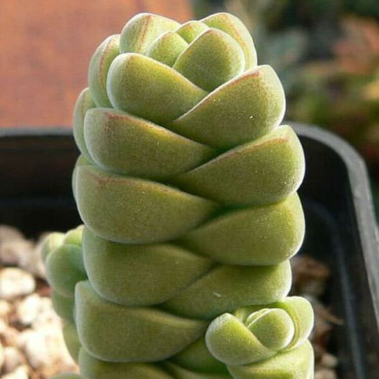 Crassula columella