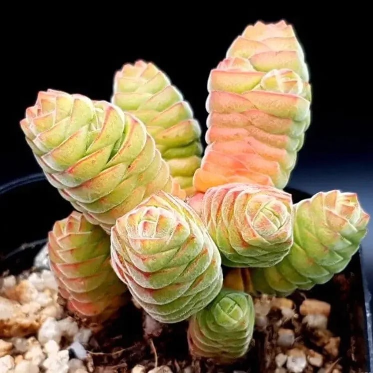 Crassula columella
