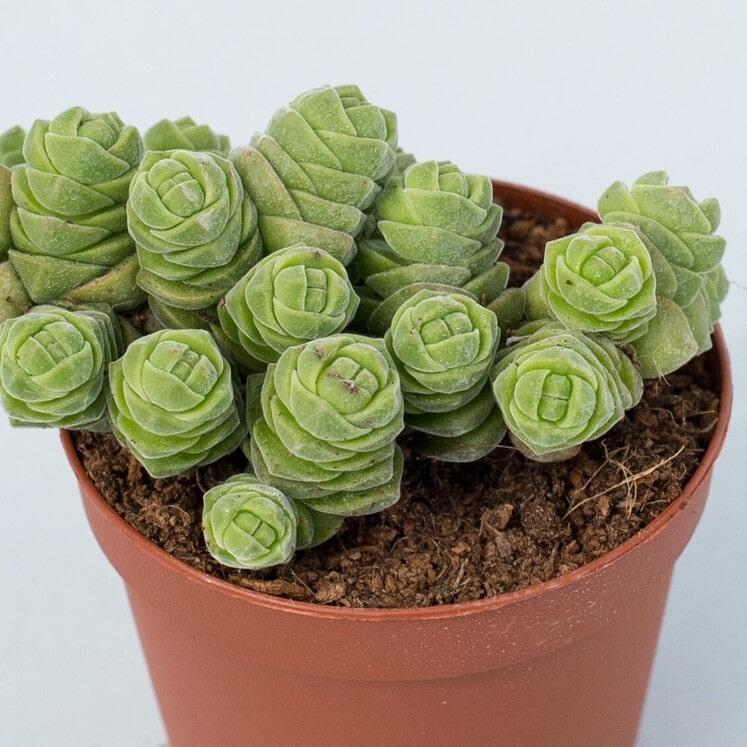 Crassula columella