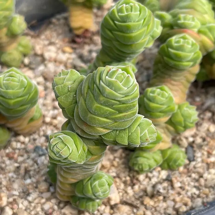 Crassula columella