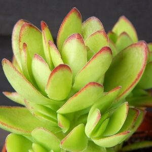 Crassula dejecta