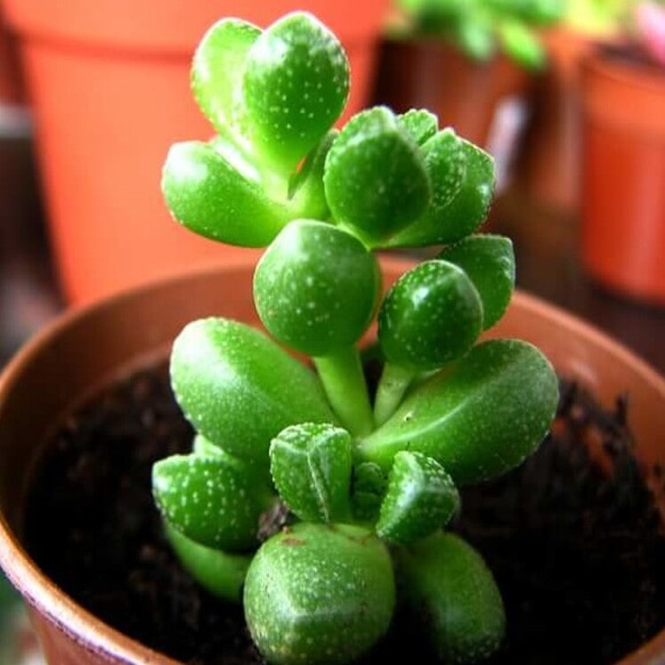 Crassula elegans
