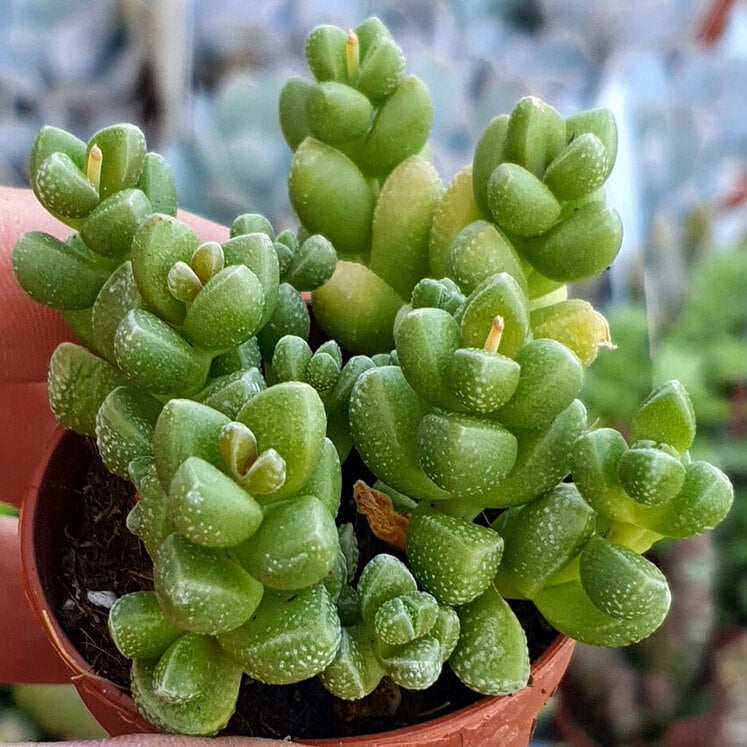 Crassula elegans