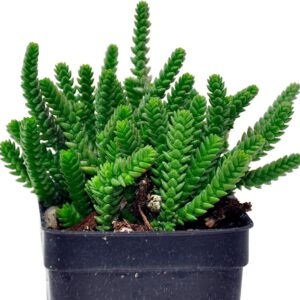 Crassula muscosa