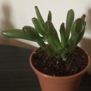 Crassula ovata gollum