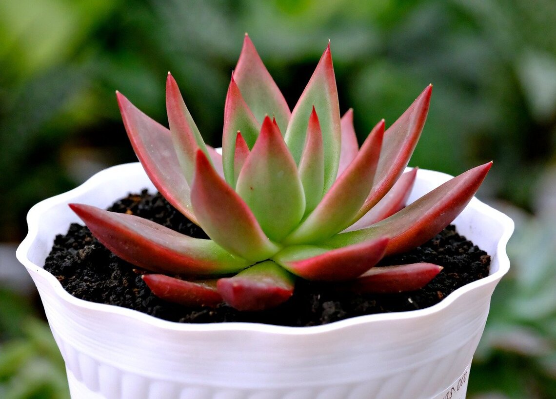 Cuáles son las mejores macetas para suculentas