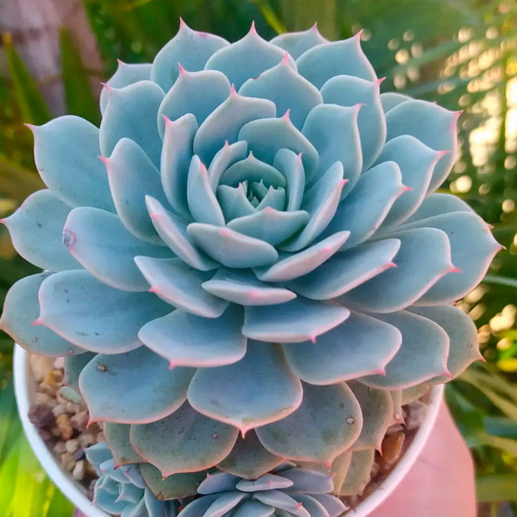 Echeveria Deresina