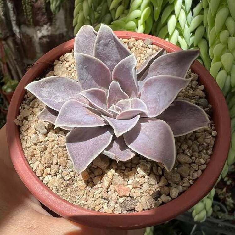 Echeveria diffractens