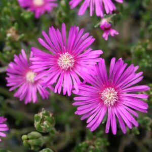 Delosperma cooperi