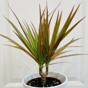 Dracena marginata